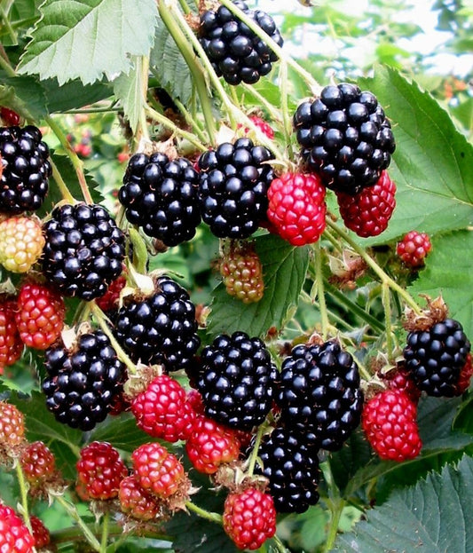 Brombeerstrauch – Rubus fruticosus 'Navaho'