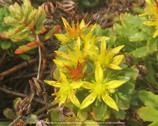 Fettblatt, Fetthenne – Sedum floriferum 'Weihenstephaner Gold'