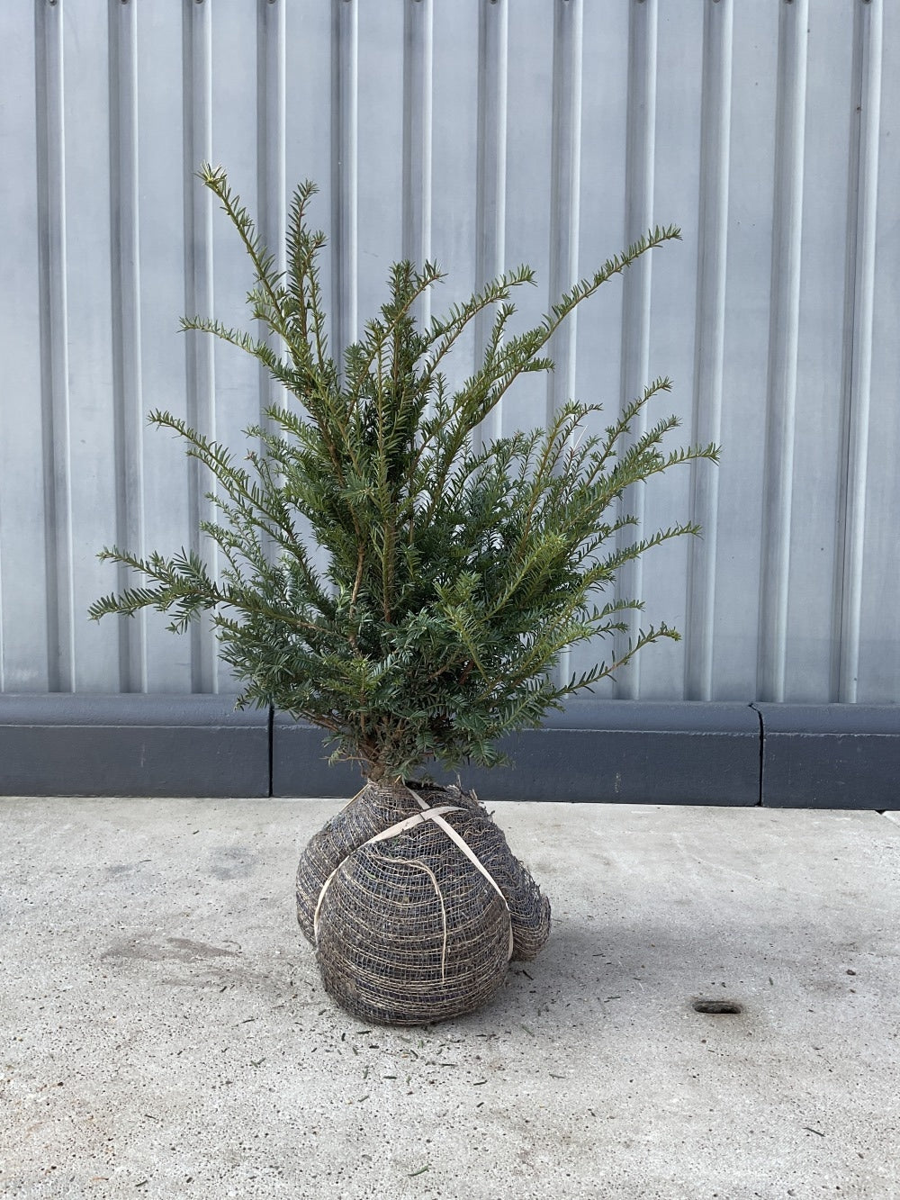 Gewöhnliche Eibe – Taxus baccata