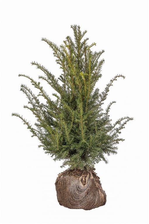 Gewöhnliche Eibe – Taxus baccata