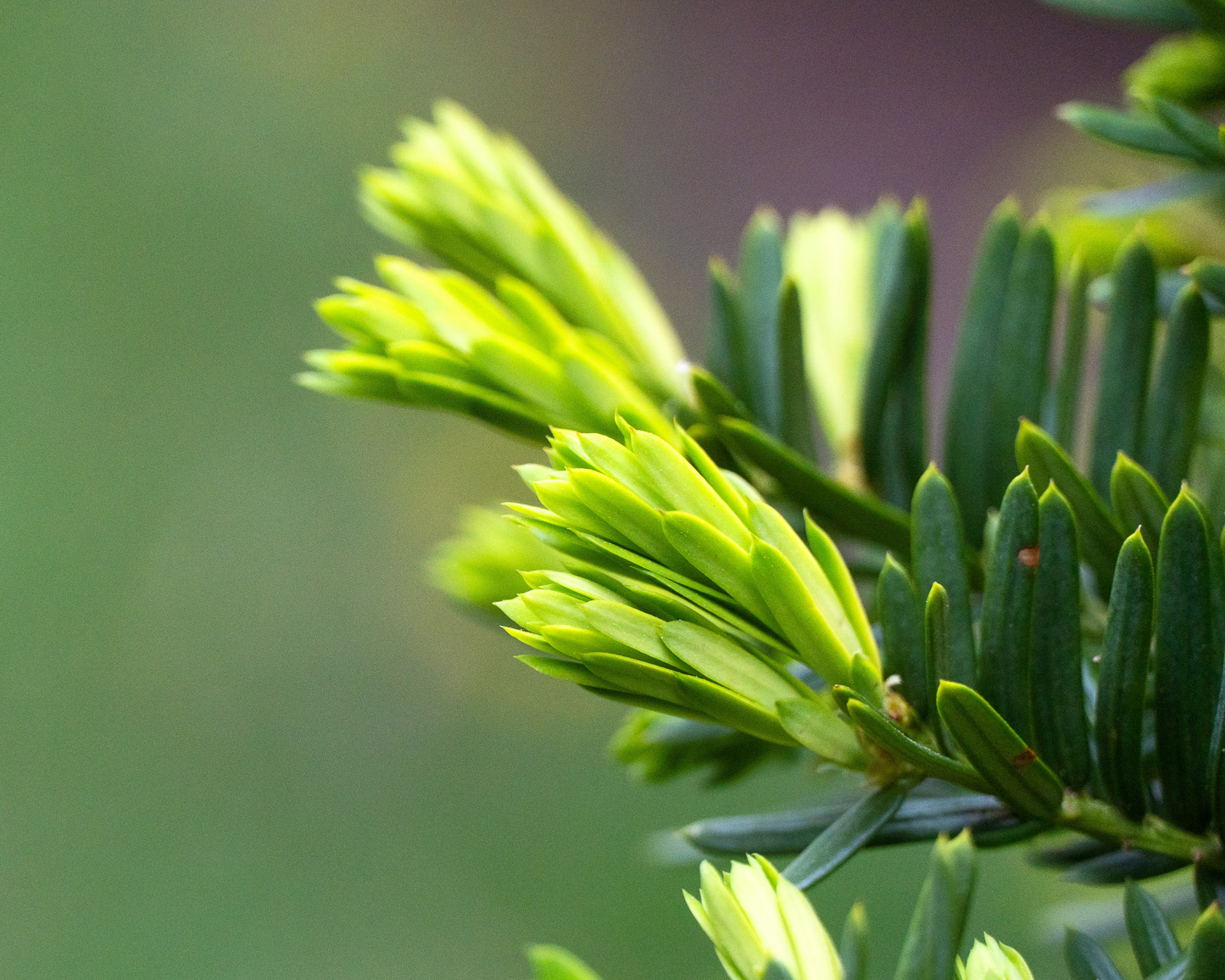 Becher-Eibe – Taxus × media 'Hillii'