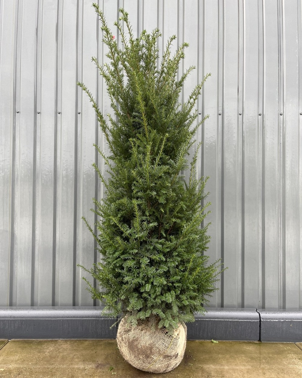 Gewöhnliche Eibe – Taxus baccata