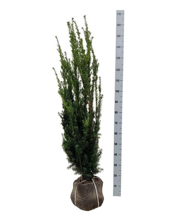 Becher-Eibe – Taxus × media 'Hillii' – Heinis Baumschulen