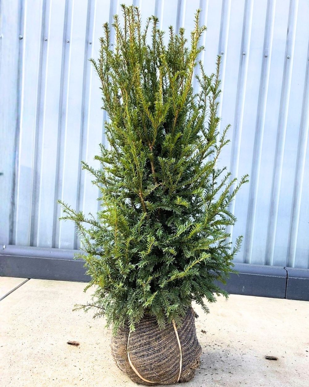 Gewöhnliche Eibe – Taxus baccata