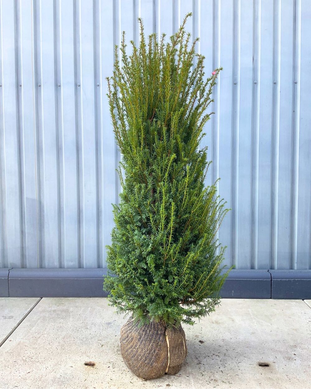 Gewöhnliche Eibe – Taxus baccata