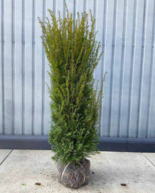 Gewöhnliche Eibe – Taxus baccata