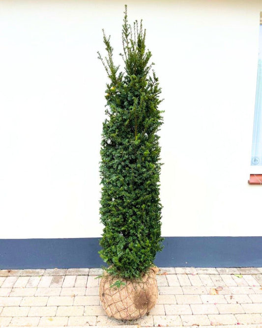 Gewöhnliche Eibe – Taxus baccata
