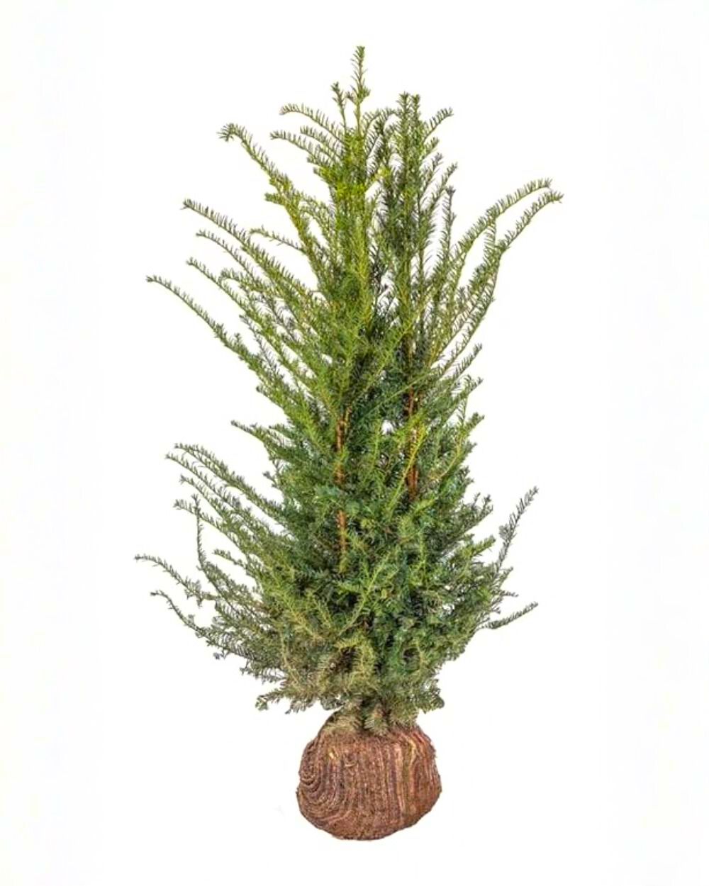 Gewöhnliche Eibe – Taxus baccata – Heinis Baumschulen