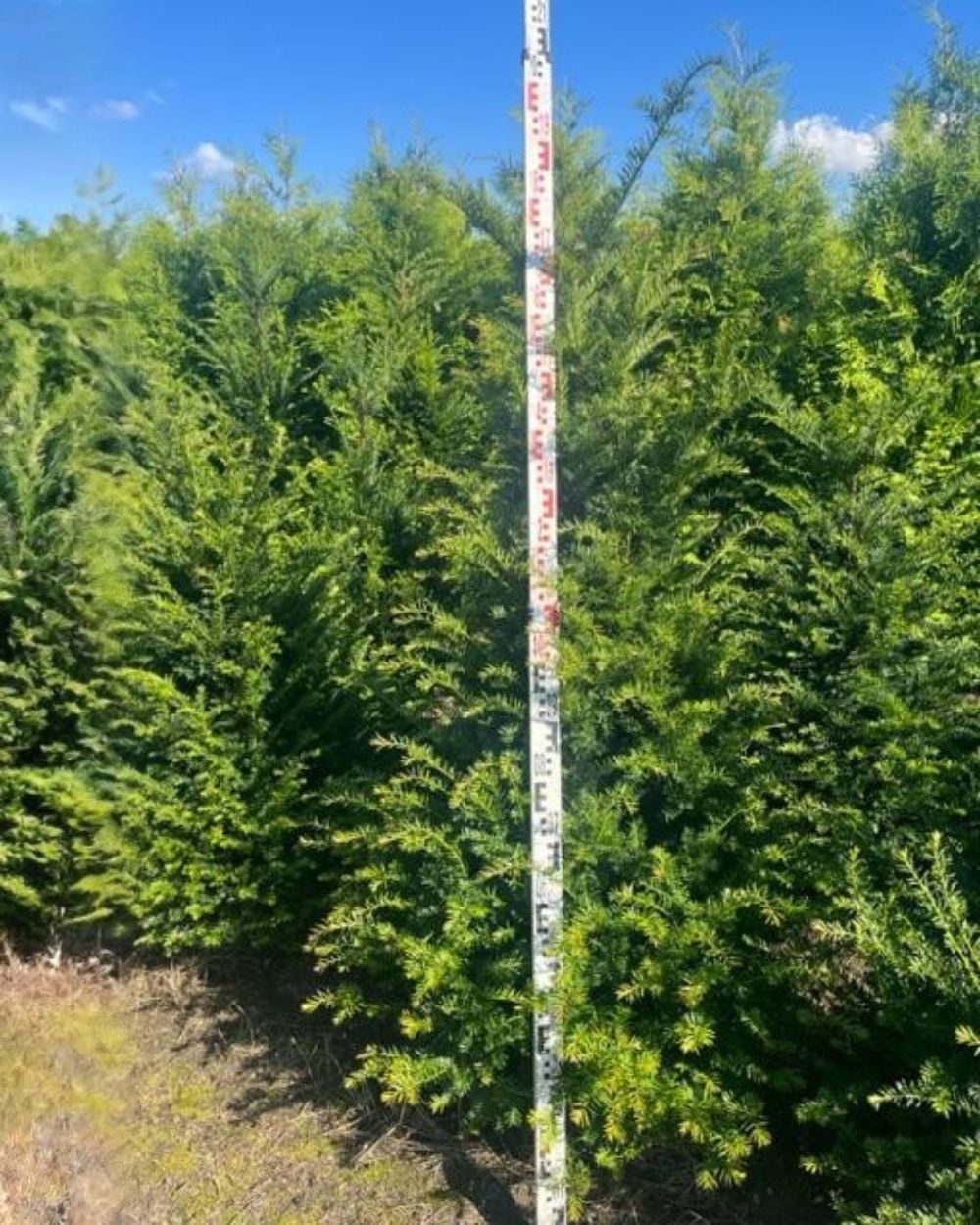 Gewöhnliche Eibe – Taxus baccata