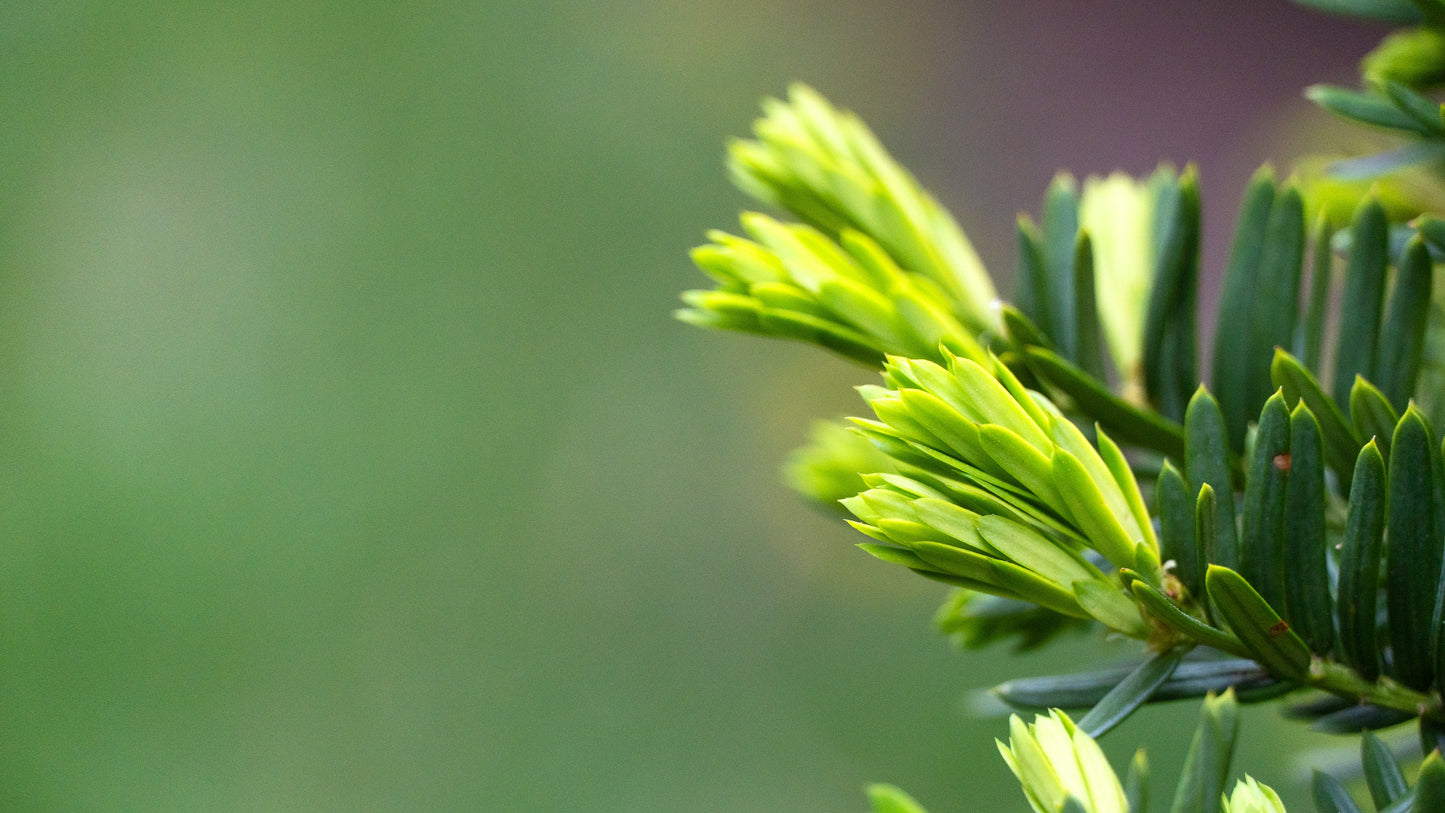 Gewöhnliche Eibe – Taxus baccata