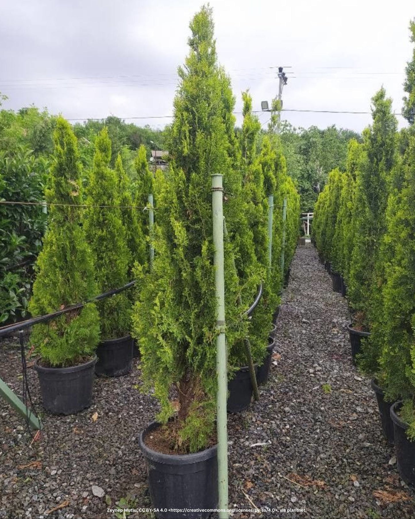 Abendländischer Lebensbaum – Thuja occidentalis 'Brabant'