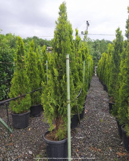 Abendländischer Lebensbaum – Thuja occidentalis 'Brabant'