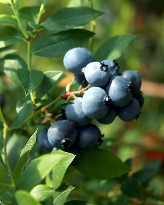 Heidelbeerstrauch – Vaccinium corymbosum 'Bluecrop'