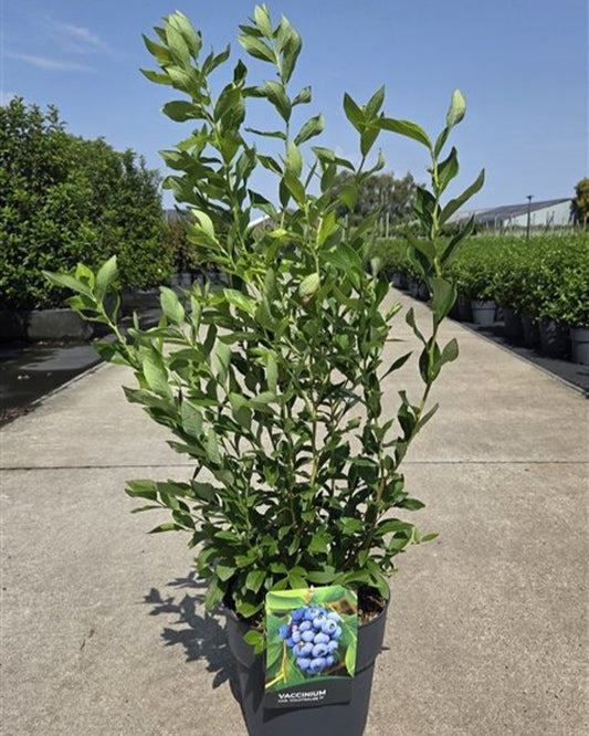 Heidelbeerstrauch – Vaccinium corymbosum 'Goldtraube'