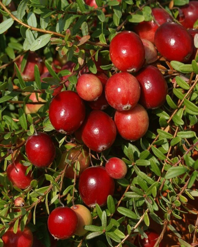 Cranberrystrauch – Vaccinium macrocarpon 'Early Black'