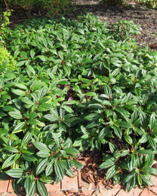 Schneeball – Viburnum davidii