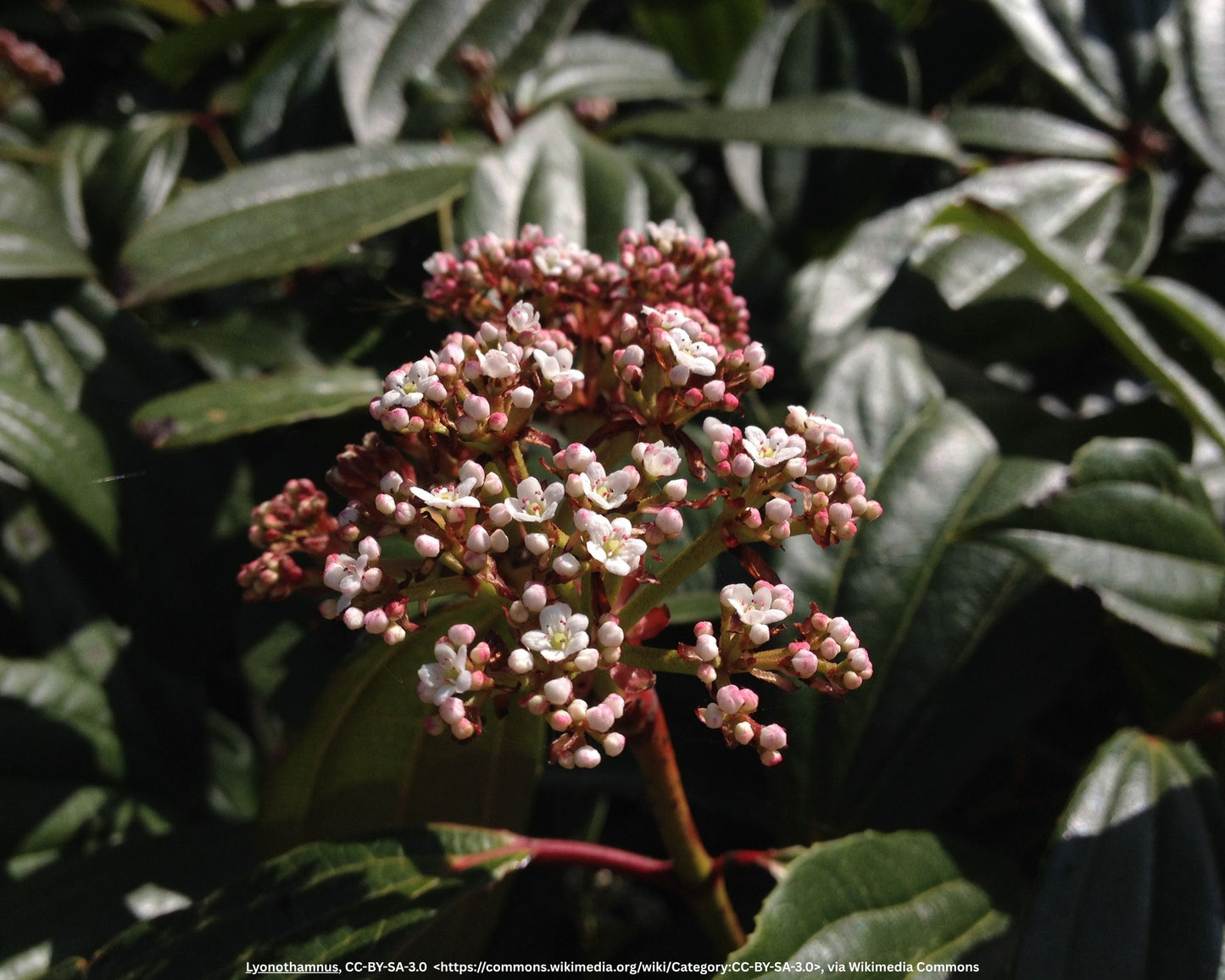 Schneeball – Viburnum davidii