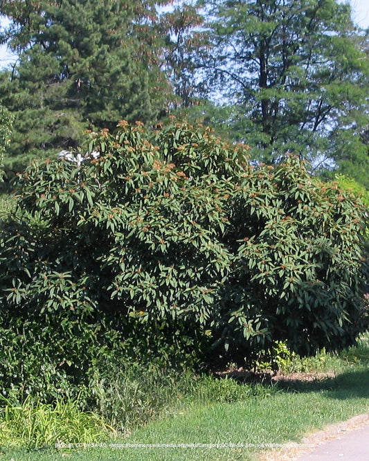 Runzelblättriger Schneeball – Viburnum rhytidophyllum Hemsl.