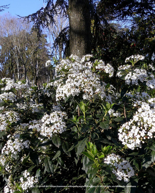 Lorbeer-Schneeball – Viburnum tinus L.