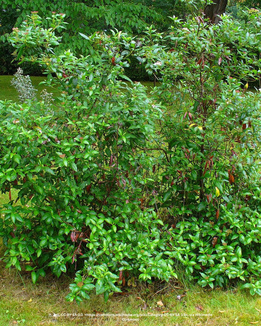 Lorbeer-Schneeball – Viburnum tinus L.