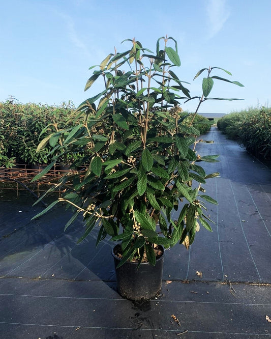 Runzelblättriger Schneeball – Viburnum rhytidophyllum Hemsl.