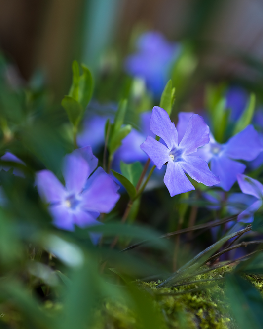 Kleines Immergrün – Vinca minor