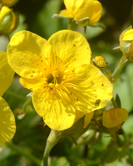 Waldsteinie, Golderdbeere – Waldsteinia ternata