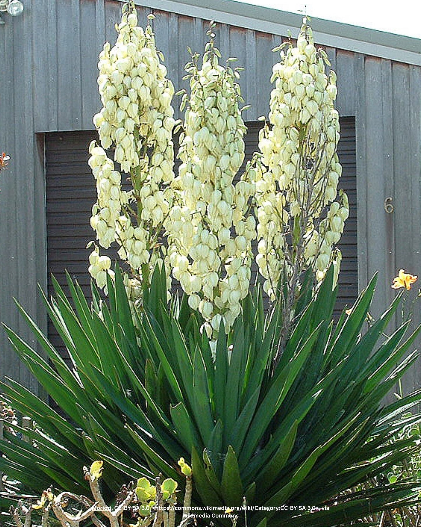 Fädige Palmlilie  – Yucca filamentosa L.