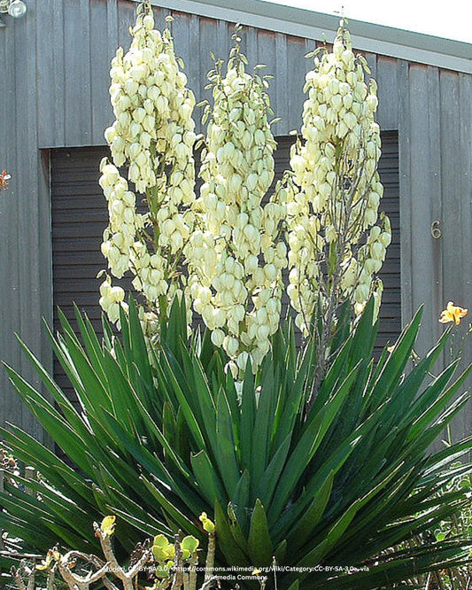 Fädige Palmlilie  – Yucca filamentosa L.