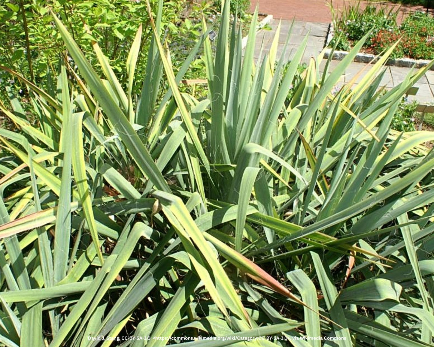 Fädige Palmlilie  – Yucca filamentosa L.