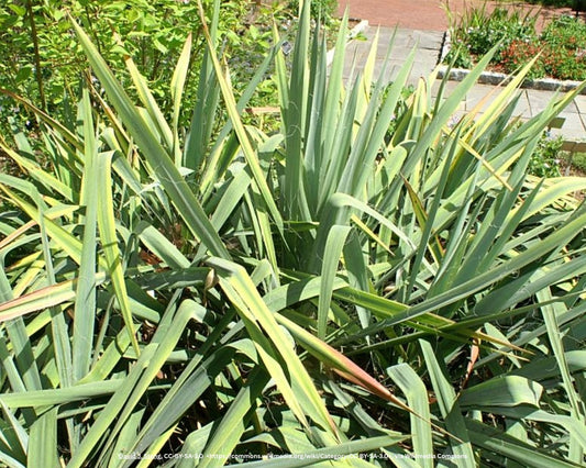 Fädige Palmlilie  – Yucca filamentosa L.
